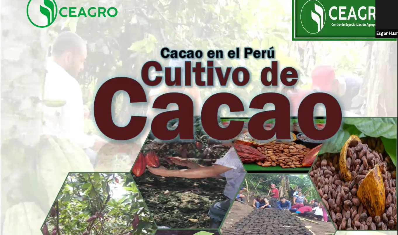 EL CACAO EN EL PERÚ - CULTIVO DE CACAO